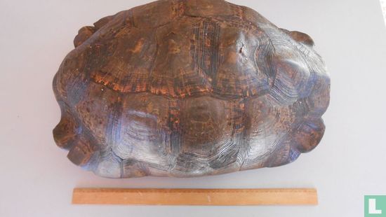 Luipaardschildpad - Bild 1