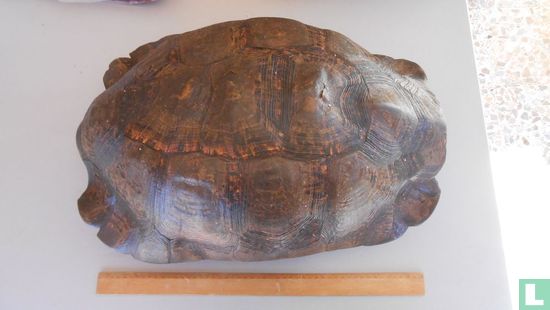 Luipaardschildpad - Afbeelding 3