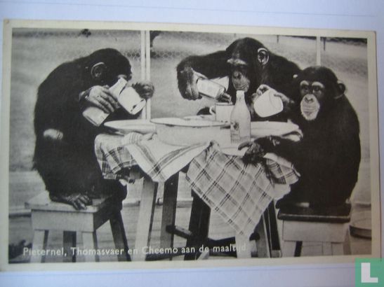 Diergaarde Blijdorp  Chimpansees - Afbeelding 1