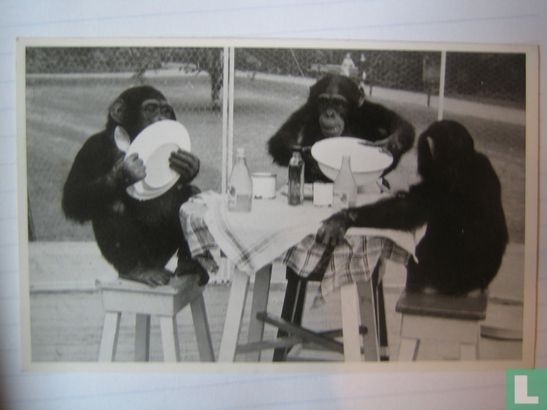  Diergaarde Blijdorp  Chimpansees aan de maaltijd - Afbeelding 1