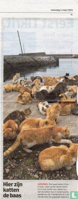 Hier zijn katten de baas - Image 1