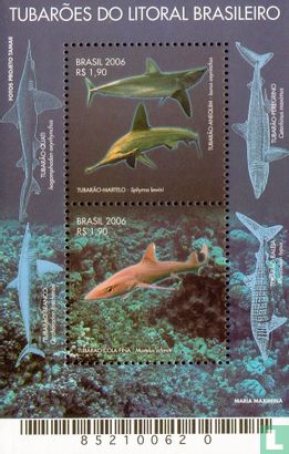 Haaien in het Braziliaanse kustgebied