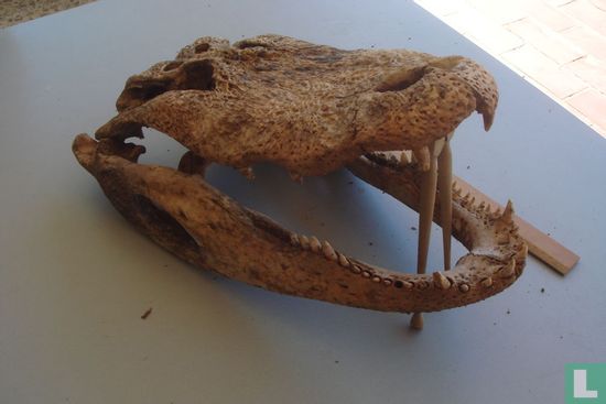 Blanke Schedel Alligator mississppiensis - Image 2