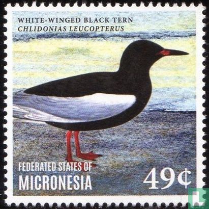 Sea Birds