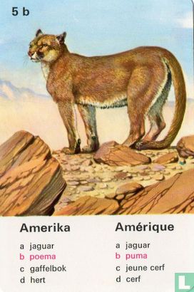 Amerika poema/Amérique puma - Image 1