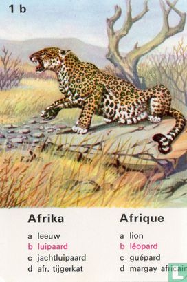 Afrika luipaard/Afrique léopard - Afbeelding 1