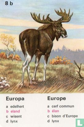 Europa eland/Europe élan - Image 1