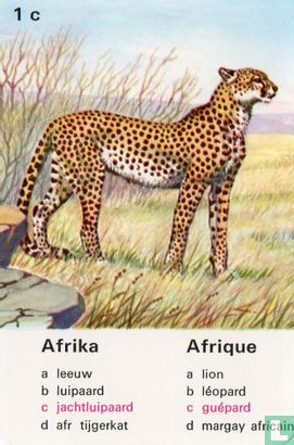 Afrika jachtluipaard/Afrique guépard - Image 1