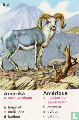 Amerika sneeuwschaap/Amérique mouton du Kamtchatka - Afbeelding 1