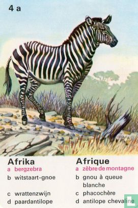 Afrika bergzebra/Afrique zébre de montagne - Afbeelding 1