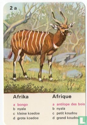Afrika bongo/Afrique antilope des bois - Afbeelding 1