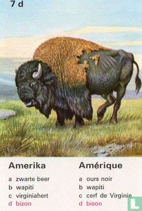 Amerika bizon/Amérique bison - Bild 1