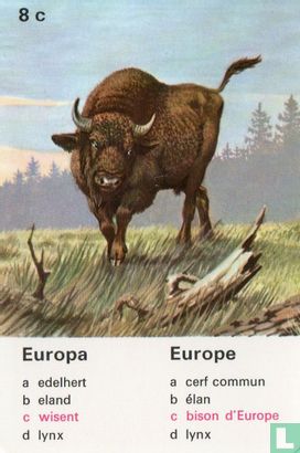 Europa wisent/Europe bison d'Europe - Afbeelding 1