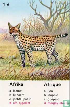 Afrikaanse tijgerkat/margay africain - Image 1