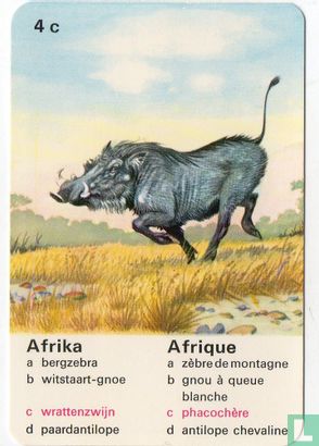 Afrika wrattenzwijn/Afrique phacochére - Image 1