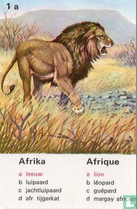 Afrika leeuw/Afrique lion - Image 1
