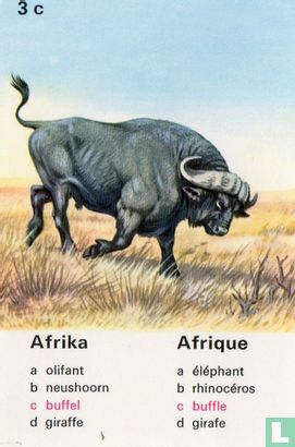 Afrika buffels/Afrique buffle - Afbeelding 1