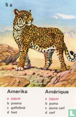 Amerika jaguar/Amérique jaguar - Bild 1