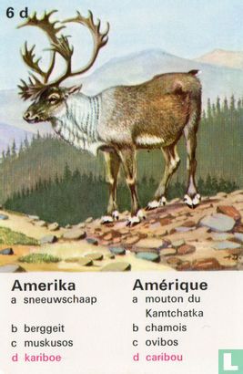Amerika kariboe/Amérique caribou - Afbeelding 1