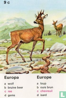 Europa ree/Europe chevreuil - Afbeelding 1