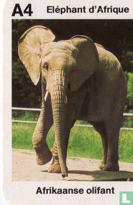 Eléphant d'Afrique/Afrikaanse olifant - Image 1