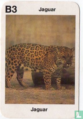 Jaguar - Afbeelding 1