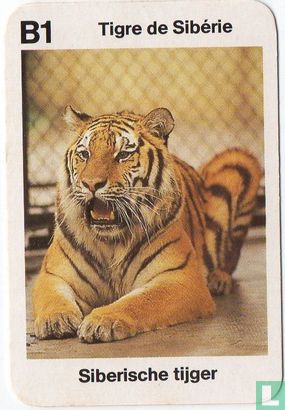 Tigre de Sibérie/Siberische tijger - Afbeelding 1