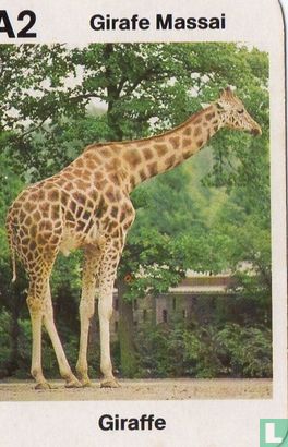 Girafe Massai/Giraffe - Image 1