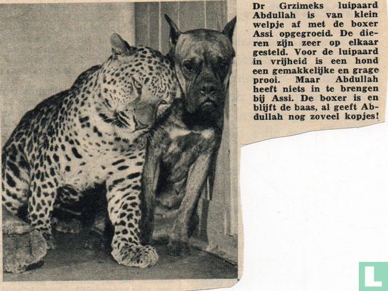 Dr Grzimeks luipaard Abdullah is van klein welpje af met de boxer Assi opgegroeid.