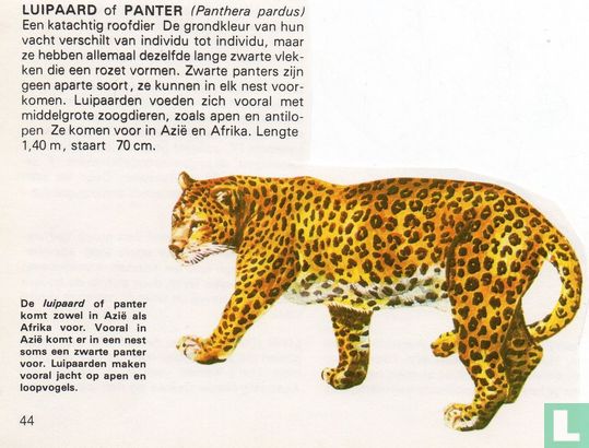 Luipaard of panter