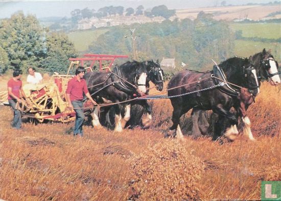 Harvest Scene at the Devon Shire Horse Farm Centre - Afbeelding 1