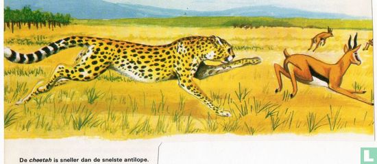 De cheetah is sneller dan de snelste antilope