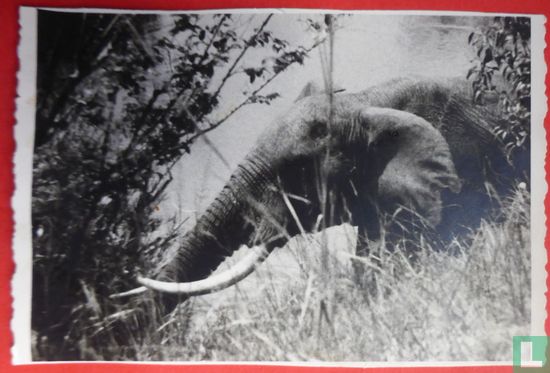 Afrikaanse Olifant Kongo Belge