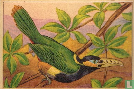 Geelsnavel-pepervogel - Image 1