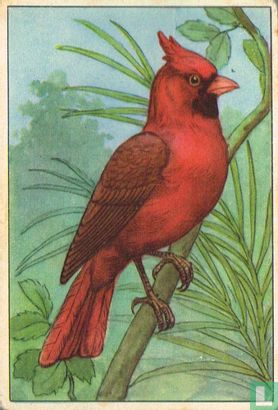 Kardinaal / Cardinal - Image 1