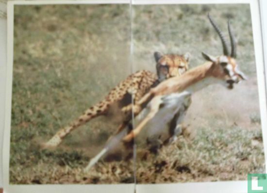 Jachtluipaard jaagt op antilope
