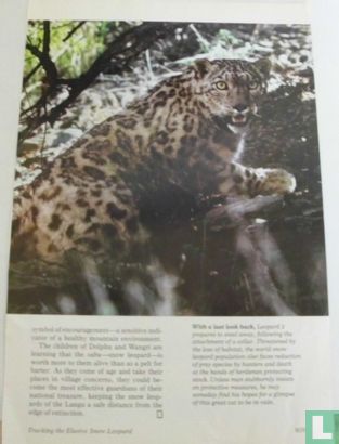 Tracking the Elusive Snow Leopard - Afbeelding 3