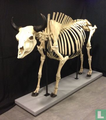 Amerikaanse bizon Stier skelet  - Afbeelding 1
