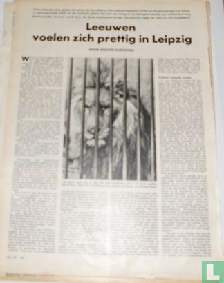 Leeuwen voelen zich prettig in Leipzig - Afbeelding 1