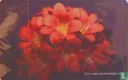 Flower [17] - Image 1