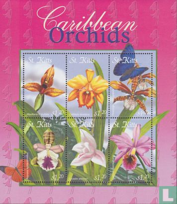 Karibik Orchideen