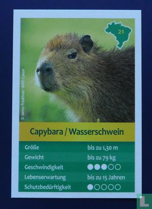 Capybara/Wasserschwein - Image 1