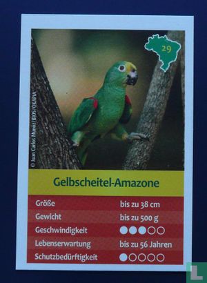 Gelbscheitel-Amazone - Image 1