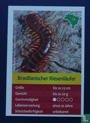Brasilianischer Riesenläufer - Image 1