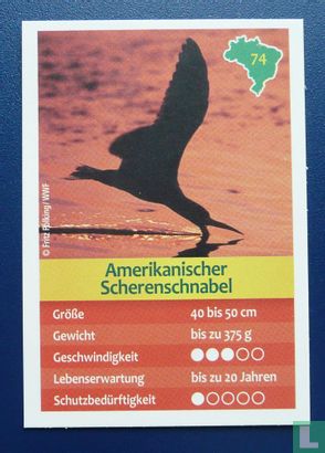 Amerikanischer Scherenschnabel - Afbeelding 1