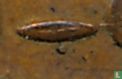 Israel 5 pruta 1949 (JE5709 - with pearl) - Image 3