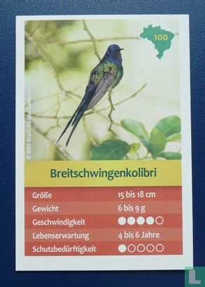 Breitschwingenkolibri - Image 1