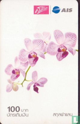 Orchids - Afbeelding 1