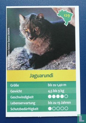 Jaguarundi - Image 1