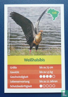 Weißhalsibis - Image 1